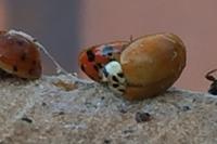 Harmonia axyridis