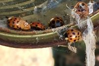 Harmonia axyridis