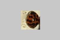 Harmonia axyridis