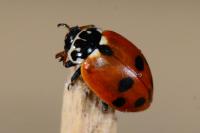 Hippodamia variegata