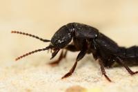 Ocypus olens