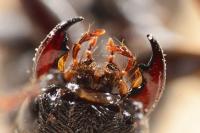 Ocypus olens