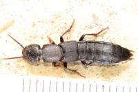 Ocypus olens