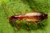 Paradromius linearis