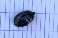 Hister quadrimaculatus