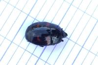 Hister quadrimaculatus