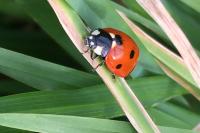 Coccinella septempunctata