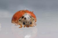 Adalia decempunctata