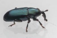 Aulacobaris coerulescens