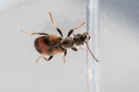 Anthicus antherinus