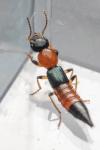 Paederus littoralis