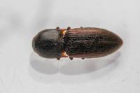 Agriotes