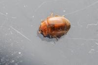 Rhyzobius litura