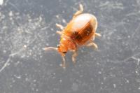 Rhyzobius litura