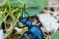Meloe violaceus