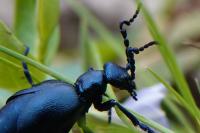 Meloe violaceus