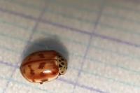 Harmonia quadripunctata