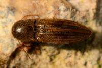 Agriotes lineatus