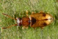 Psammoecus bipunctatus