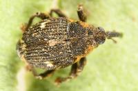 Nedyus quadrimaculatus