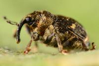 Nedyus quadrimaculatus