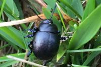Timarcha goettingensis