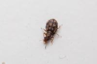 Cartodere bifasciata