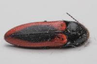 Ampedus sanguinolentus