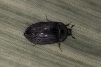 Attagenus pellio