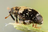 Orchestes hortorum