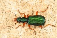 Drypta dentata