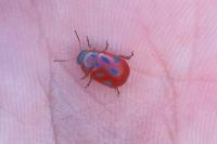 Gonioctena fornicata