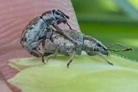 Peritelus sphaeroides