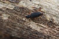 Uleiota planatus