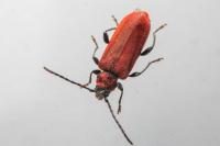 Pyrrhidium sanguineum