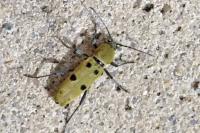 Chlorophorus glabromaculatus