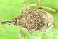 Parethelcus pollinarius
