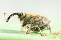 Parethelcus pollinarius