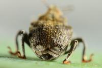 Parethelcus pollinarius