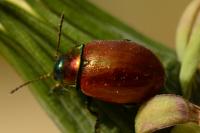 Chrysolina polita
