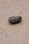 Attagenus pellio