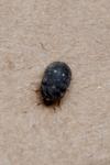 Attagenus pellio