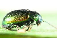 Gastrophysa viridula