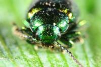 Gastrophysa viridula