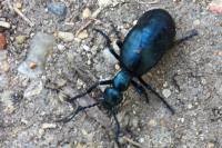 Meloe violaceus