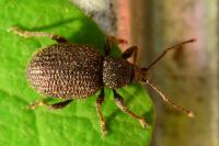 Otiorhynchus rugosostriatus