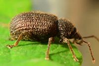 Otiorhynchus rugosostriatus