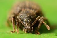 Otiorhynchus rugosostriatus