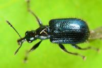 Lasiorhynchites olivaceus