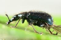 Lasiorhynchites olivaceus